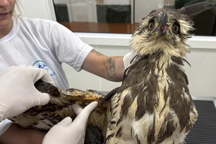 Gabriel Costa / Agencia RBS