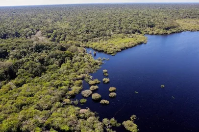 amazônia<!-- NICAID(16086185) -->