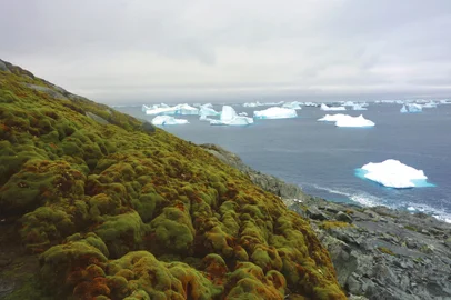 Few plants live on the continent, but scientists studying moss have found a sharp increase in biological activity in the last 50 years.A team including scientists from the University of Exeter used moss bank cores – which are well preserved in Antarctica’s cold conditions – from an area spanning about 400 miles.They tested five cores from three sites and found major biological changes had occurred over the past 50 years right across the Antarctic Peninsula.<!-- NICAID(15882679) -->