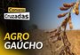 Conversas Cruzadas: o poder da soja no agro gaúcho