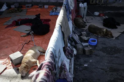 Canoas, RS, Brasil, 09-05-2024: Canil improvisado no Bairro Mathias Velho. Habitantes de Canoas vivem em uma cidade dividida pela enchente que atinge o Rio Grande do Sul. Grande parte da cidade esta alagada, milhares tiveram de deixar suas casas. A parte da cidade que nao foi atingida, concentra pessoas e animais resgatados, desabrigados e desalojados, e acoes de voluntarios para ajudar. Foto: Mateus Bruxel / Agencia RBSIndexador: Mateus Bruxel<!-- NICAID(15760483) -->
