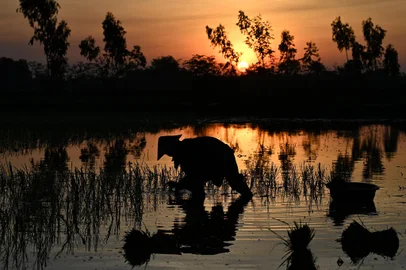 This photo taken on July 2, 2023 shows a farmer planting rice on a paddy field at sunrise in Hanoi. For countless farmers in north and central Vietnam, planting in the dark has become a saviour during increasingly hot summers as South and Southeast Asia nations battle record-high temperatures this year. (Photo by Nhac NGUYEN / AFP) / To go with 'VIETNAM-RICE-CLIMATE,SCENE' by Tran Thi Minh HaEditoria: FINLocal: HanoiIndexador: NHAC NGUYENSecao: agricultureFonte: AFPFotógrafo: STF<!-- NICAID(15472274) -->