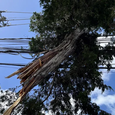 Pedaço de árvore é encontrado suspenso na fiação elétrica no bairro Pedra Redonda<!-- NICAID(15657356) -->