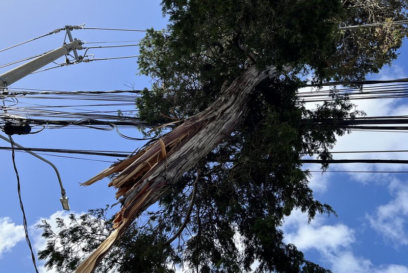 Pedaço de árvore é encontrado suspenso na fiação elétrica no bairro Pedra Redonda<!-- NICAID(15657356) -->
