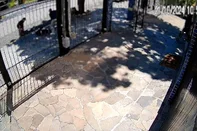 mulher é atacada por cachorro no bairro menino deus, em porto alegre