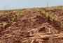 "No ano passado já tínhamos terminado, mas agora nós estamos com 40% da área semeada": chuvas e umidade atrasam plantio do milho em Novo Machado 