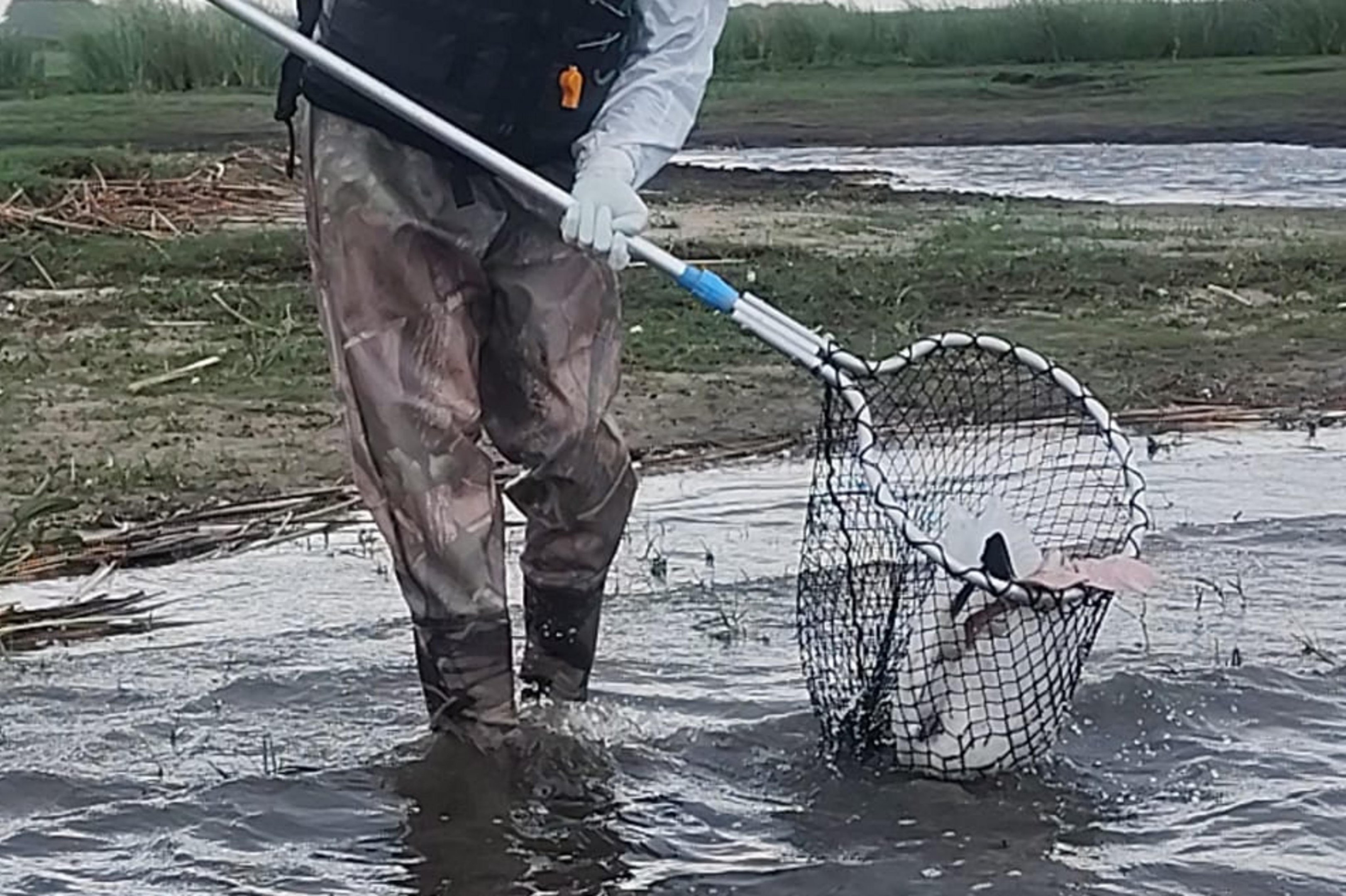 Sobe para 15 o n&uacute;mero de aves mortas por gripe avi&aacute;ria no Taim
