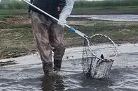 Sobe para 15 o número de aves mortas por gripe aviária na Estação Ecológica do Taim.//<!-- NICAID(16238211) -->