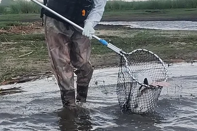 Sobe para 15 o número de aves mortas por gripe aviária na Estação Ecológica do Taim.//<!-- NICAID(16238211) -->