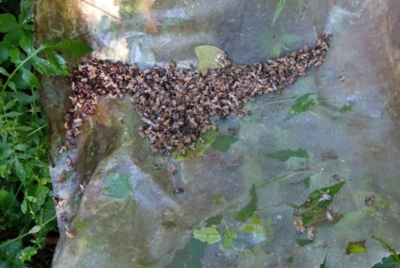 Após morte de milhares de abelhas em Farroupilha, apicultores vão acionar o Ministério Público.<!-- NICAID(15560789) -->