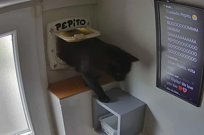 Quem costuma abrir o X (antigo Twitter) já deve ter se deparado com a imagem de um gato preto, chamado de Pépito, atravessando uma pequena portinhola. A foto, quase sempre idêntica, vem acompanhada da frase curta: "Pépito is in" ou "Pépito is out".<!-- NICAID(16116053) -->