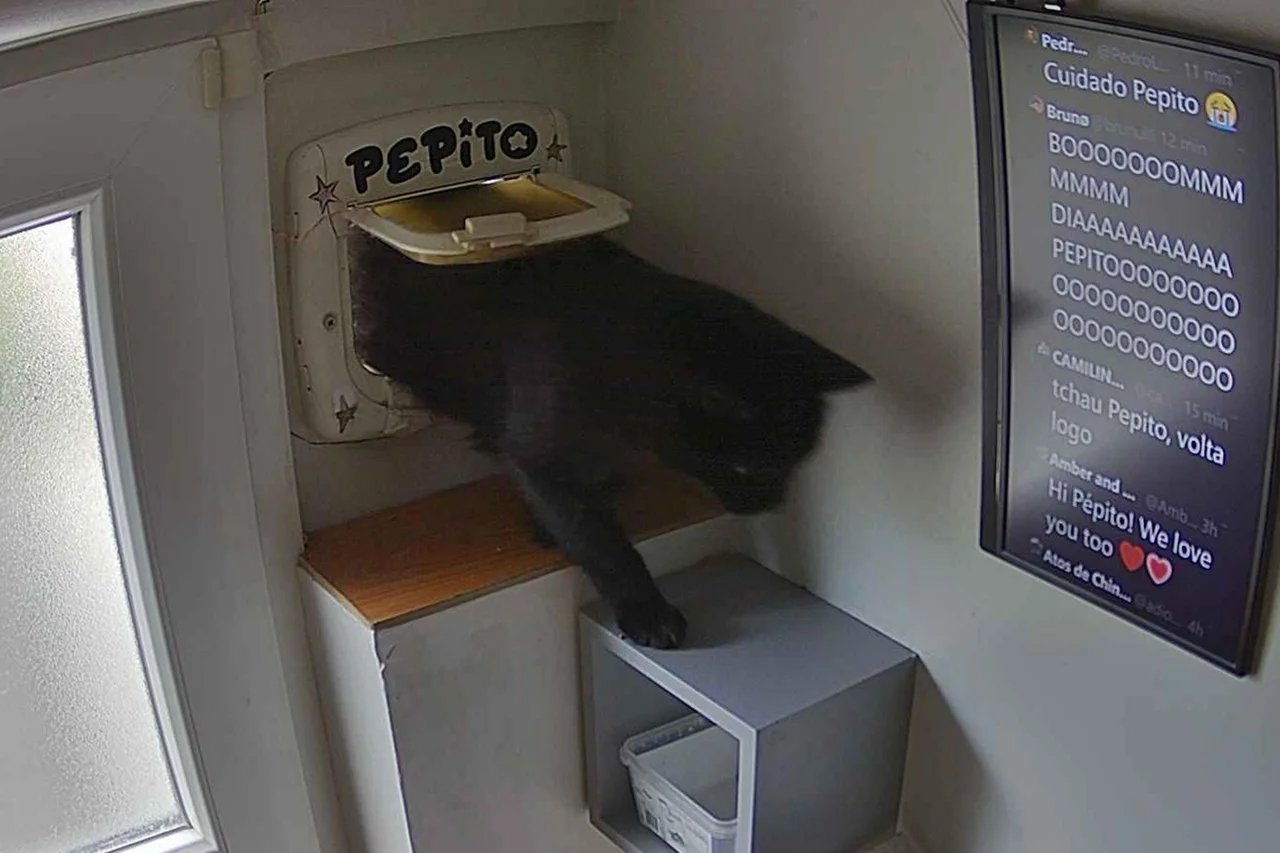 @PepitoTheCat / X/Reprodução