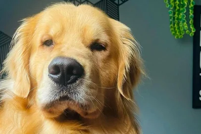 Cachorro morre em transporte aéreo após ser levado para Ceará em vez de Mato Grosso<!-- NICAID(15742844) -->