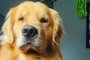 Cachorro morre em transporte aéreo após ser levado para Ceará em vez de Mato Grosso<!-- NICAID(15742844) -->