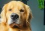 Cachorro morre em voo após companhia aérea errar o destino; família acusa negligência