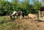 Com pasto prejudicado pela estiagem, grupo que resgata cavalos em Porto Alegre pede doações para comprar feno