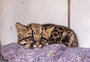 VÍDEO: filhote de gato-maracajá é novo morador do zoológico de Canoas