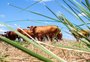 Por que o Ministério da Agricultura fala em Plano Safra "absolutamente verde" em 2022