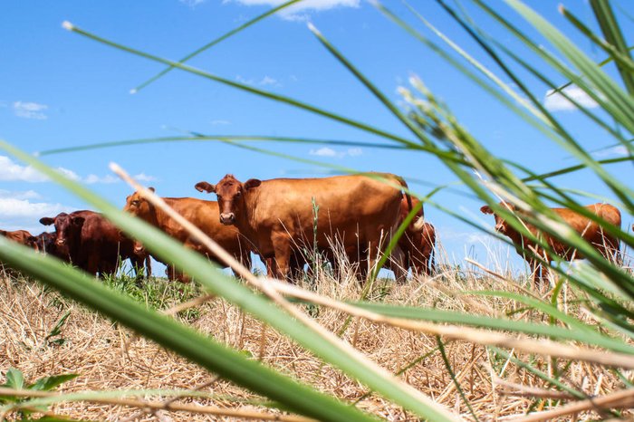 Jerônimo Gozalez / Especial