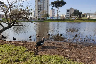 Morte de cinco patos em Lagoa do Desvio Rizzo preocupa moradores em Caxias<!-- NICAID(15165567) -->