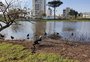 Laudo aponta que não há relação entre a morte de patos e a água da lagoa do Rizzo, em Caxias 