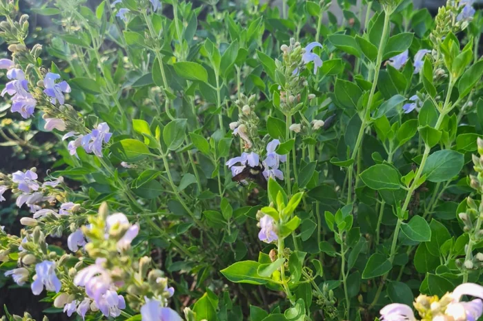 Univates / Divulgação