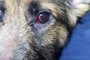 Jovem é preso por maus tratos a cachorro em Caxias do Sul <!-- NICAID(15058511) -->