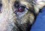 Jovem é preso por maus-tratos a cachorro em Caxias do Sul 