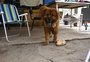 Abrigo de Porto Alegre com 21 animais resgatados da enchente vai fechar; saiba como adotar 