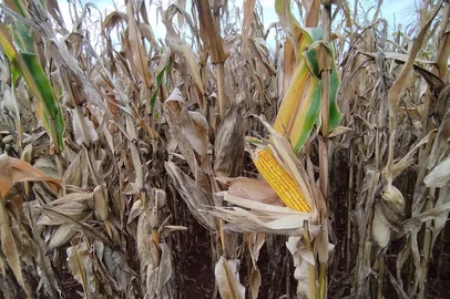 Lavoura de milho em Santa Rosa<!-- NICAID(16208319) -->