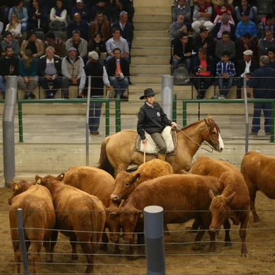 ESTEIO, RS, BRASIL, 03-09-2015:  XI Feira de Novilhas e Ventres Selecionados promovido pela Farsul, Santa Úrsula Remates e Associação Brasileira de Angus, durante a Expointer. (CARLOS MACEDO/ AGÊNCIA RBS)<!-- NICAID(11661795) -->