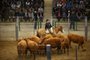 ESTEIO, RS, BRASIL, 03-09-2015:  XI Feira de Novilhas e Ventres Selecionados promovido pela Farsul, Santa Úrsula Remates e Associação Brasileira de Angus, durante a Expointer. (CARLOS MACEDO/ AGÊNCIA RBS)<!-- NICAID(11661795) -->