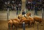 Apesar de cenário desafiador na pecuária, leilões na Expointer prometem bons resultados