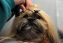 Confeitaria, plano de saúde, fisioterapia, reiki e hotel: os serviços em Caxias para o bem-estar dos pets