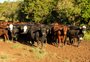 Falta de chuva no RS começa a impactar a produção gaúcha de carne e de leite