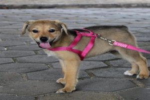 Médicos Veterinários de Rua / Reprodução Médicos Veterinários de Rua / Reprodução