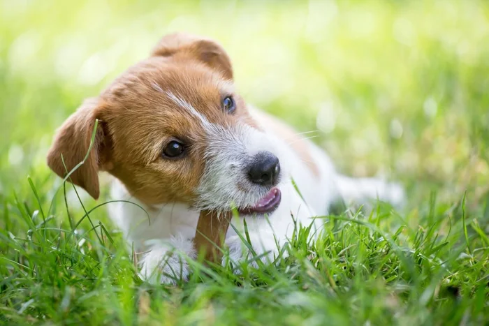 Reddogs / Shutterstock | Portal EdiCase