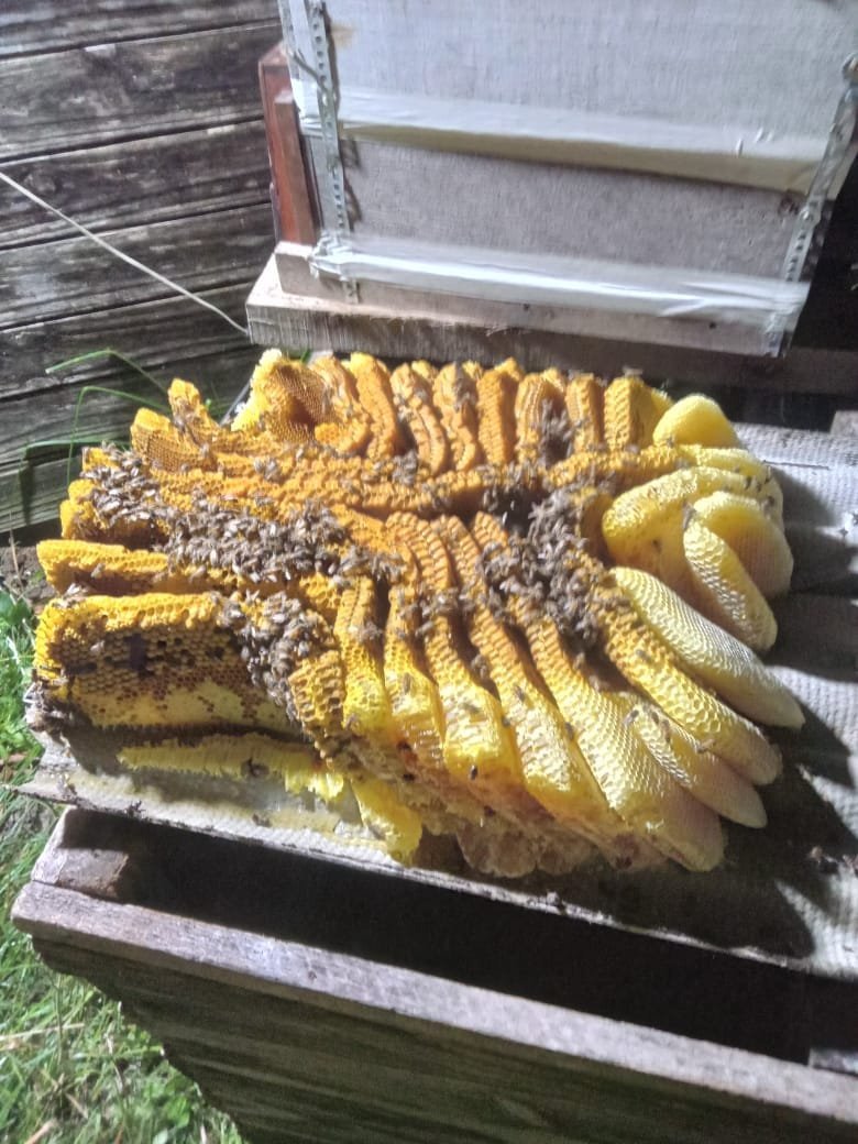 Atendimentos por enxames de abelhas crescem at&eacute; 300% em Pelotas e Rio Grande no fim de 2025