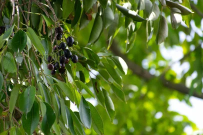 Jabuticaba - Foto: Sreeyash/stock.adobe.comFonte: 498039424<!-- NICAID(15717519) -->