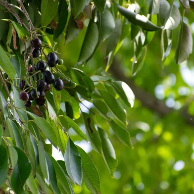 Jabuticaba - Foto: Sreeyash/stock.adobe.comFonte: 498039424<!-- NICAID(15717519) -->