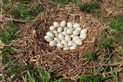Ninho de ema flagrado pela equipe do projeto RestaurAPA, de preservação da Área de Proteção Ambiental do Ibirapuitã (Fronteira Oeste).<!-- NICAID(15356519) -->