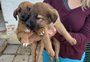Filhotes de cachorro são encontrados em contêiner de lixo em Caxias do Sul