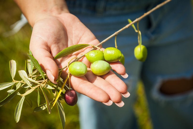 Safra 2024 surpreende nos olivais da marca gaúcha de azeites Prosperato<!-- NICAID(15742879) -->
