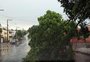 Temporal causa queda de árvores e falta de luz em Ijuí