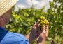 Estimativas de cooperativas da Serra apontam safra da uva maior em 2023