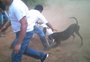 Reportagem mostra os bastidores das corridas de cães no interior do Rio Grande do Sul