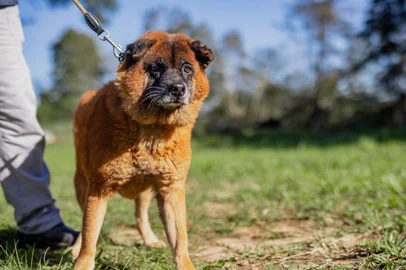 Previsto para encerrar as atividades em 30 de agosto, o Abrigo Municipal Palmira Gobbi, em Canoas, teve o fechamento adiado. No local, 27 cães resgatados da enchente de 2024 ainda aguardam por um lar. Na foto, Pérola . Foto: Bruna Ourique/Divulgação<!-- NICAID(16108393) -->