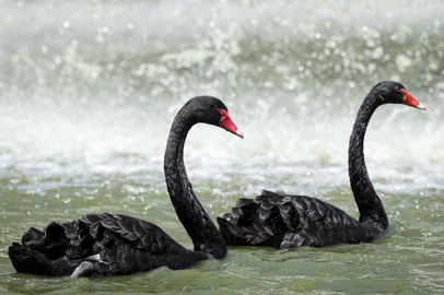 Sapucaia do Sul, RS, Brasil, 03-01-2025: Cisnes-negros em lago no Zoológico de Sapucaia do Sul. Aves estão entre os 179 animais que irão a leilão para evitar superpopulação no local. Foto: Mateus Bruxel / Agência RBSIndexador: MATEUS BRUXEL<!-- NICAID(15948071) -->