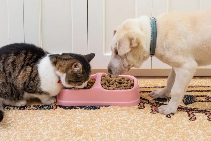 puha dorin / Shutterstock | Portal EdiCase puha dorin / Shutterstock | Portal EdiCase