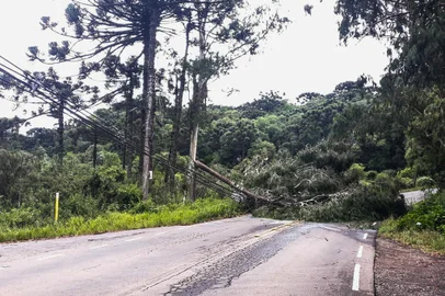 Estrada municipal Jacob Basso é bloqueada em Caxias do Sul, nesta quarta-feira (17), após queda de uma árvore. <!-- NICAID(15653193) -->